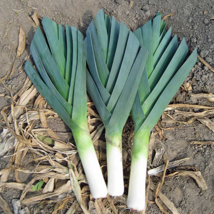กระเทียมต้น - Large American Flag Leek
