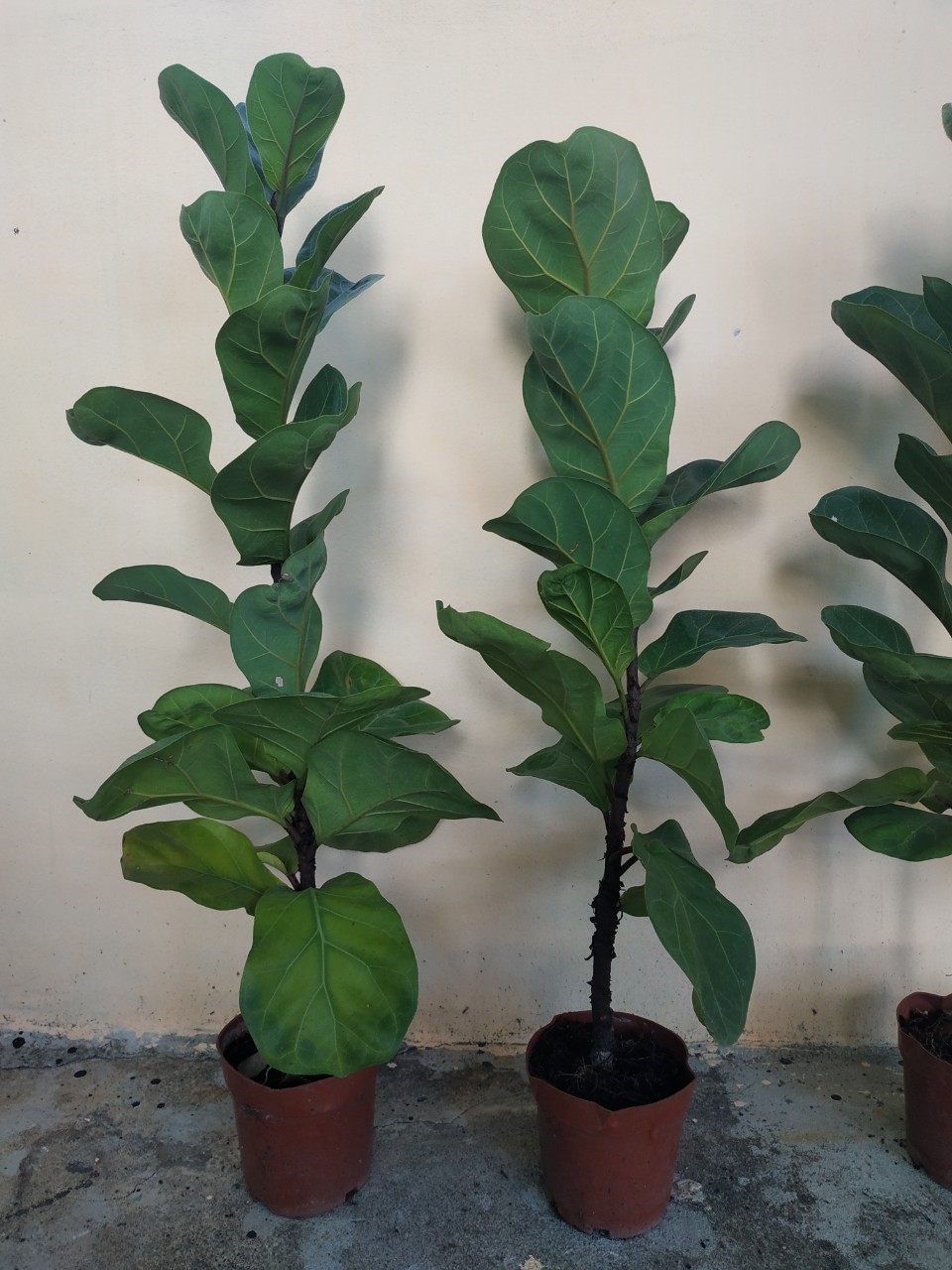 ต้นไทรใบสัก - Fiddle Fig (Ficus lyrata)