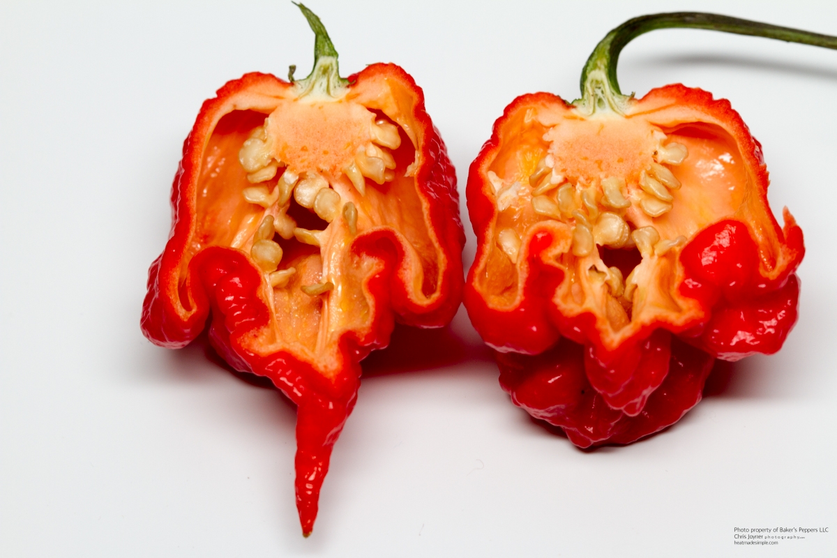 พริกแคโรไลน่ารีพเปอร์ - Carolina Reaper Pepper (เผ็ดที่สุดในโลก)