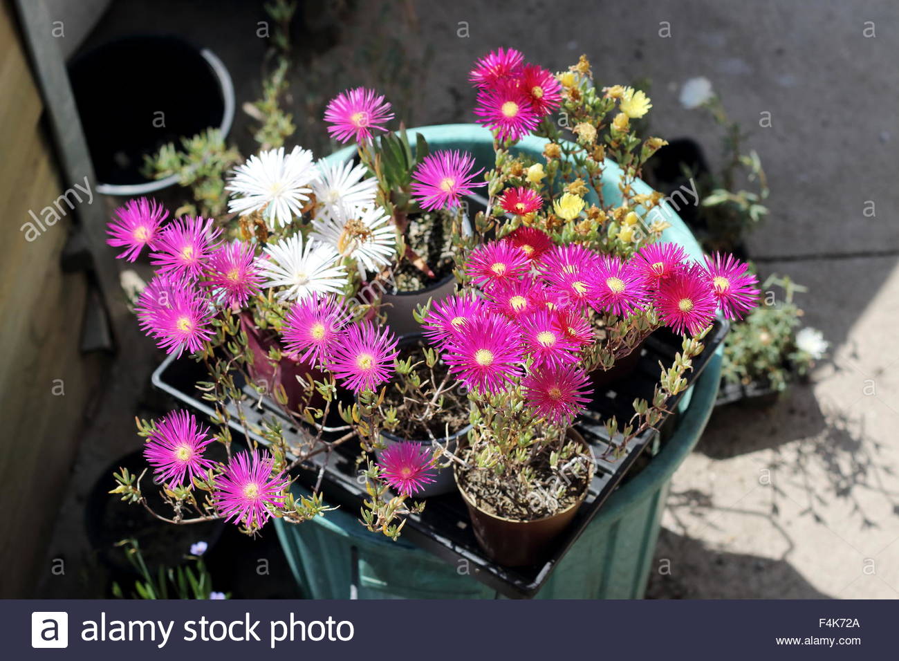 ไอซ์แพลนท์คละสี - Mesembryanthemem criniflorum Mixed