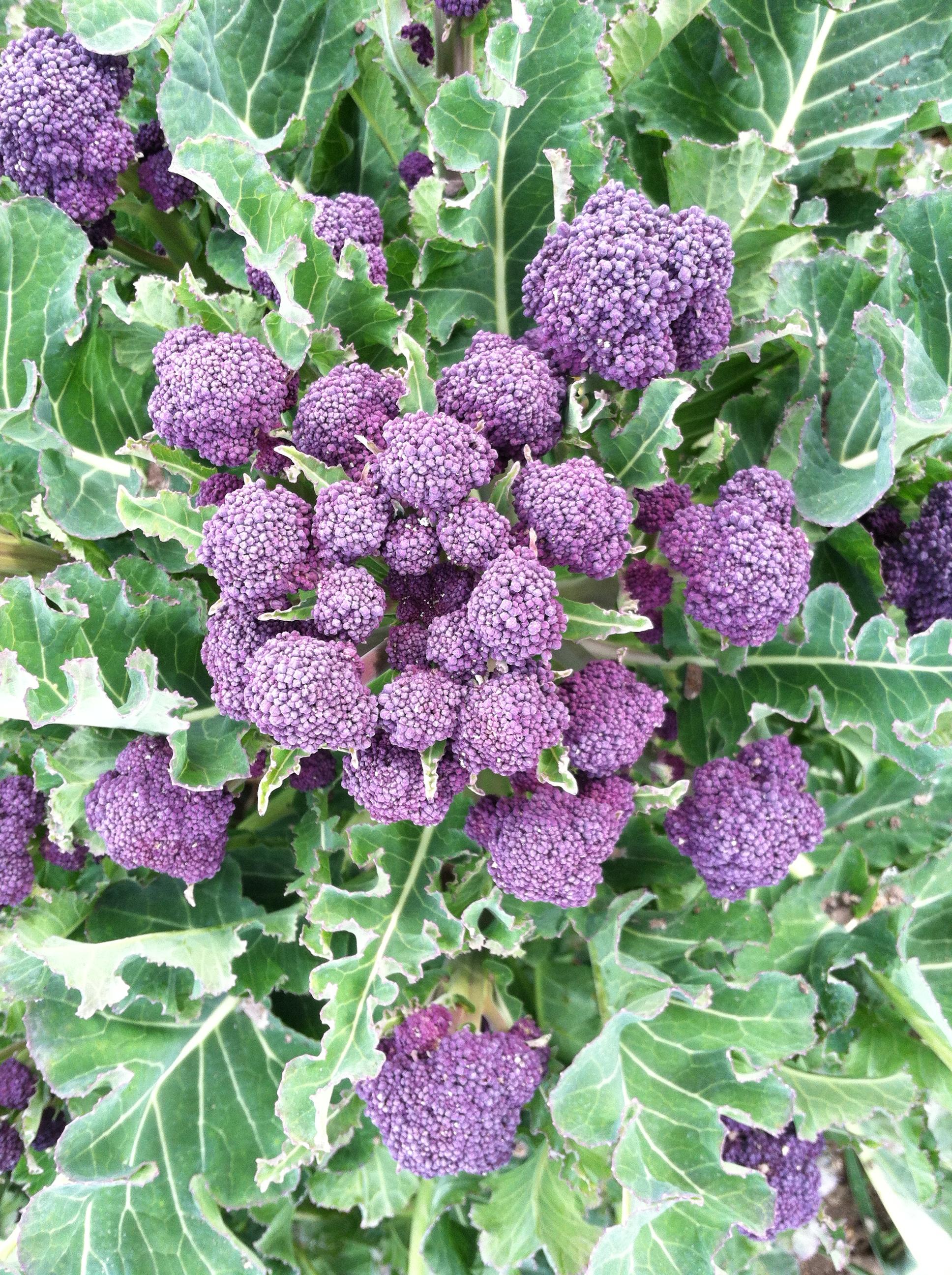 บรอกโคลี่ดอกสีม่วง - Purple Sprouting Broccoli