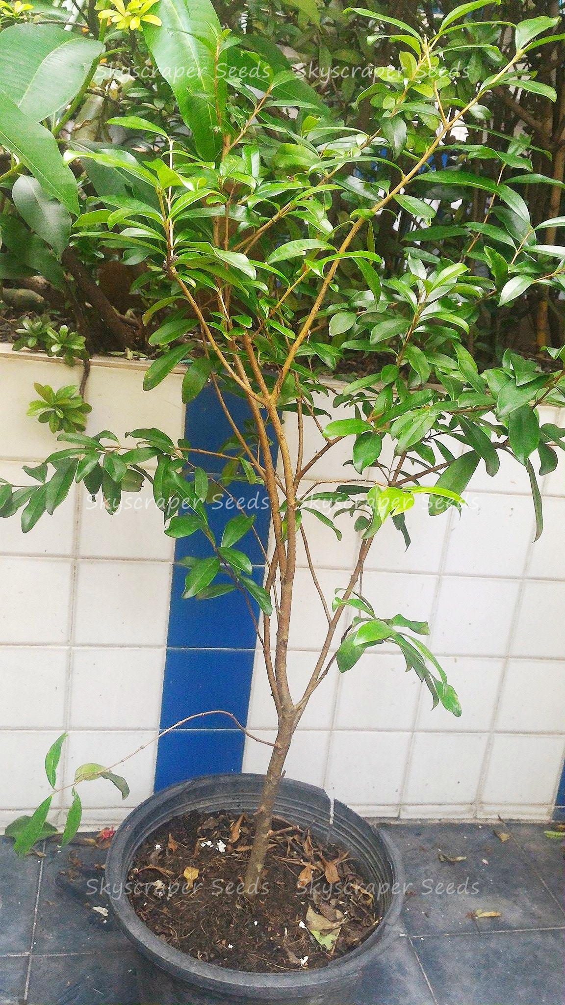 ต้นเชอร์รี่ริโอแกรนด์ - Cherry of Rio Grande (Eugenia involucrata)