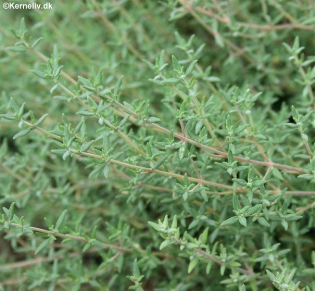 ไทม์กลิ่นส้ม - Orange Thyme