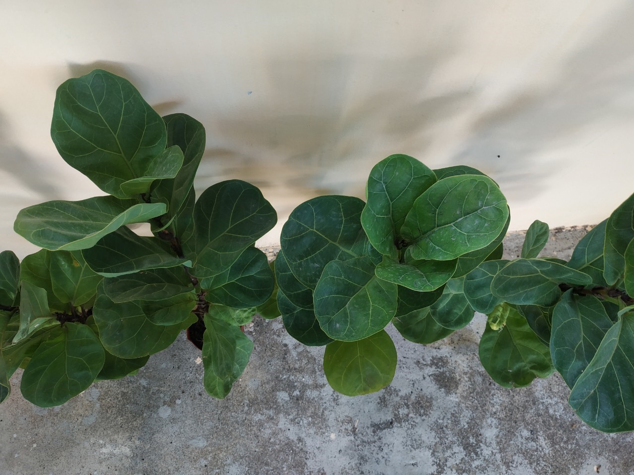 ต้นไทรใบสัก - Fiddle Fig (Ficus lyrata)