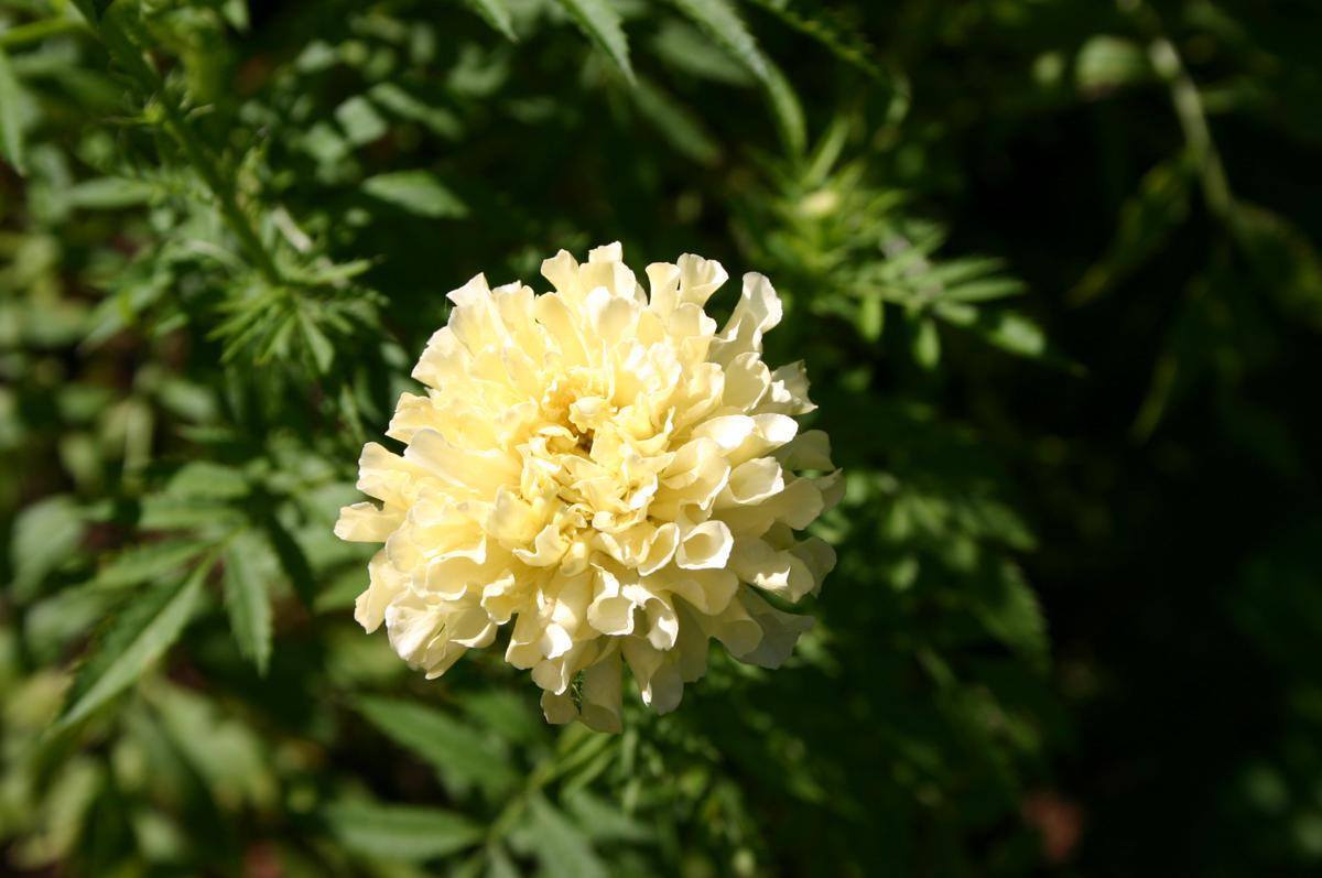 ดาวเรืองสีขาว - White African Marigold