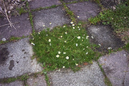 คาโมมายล์โรมัน (หญ้าหอม) - Roman Chamomile