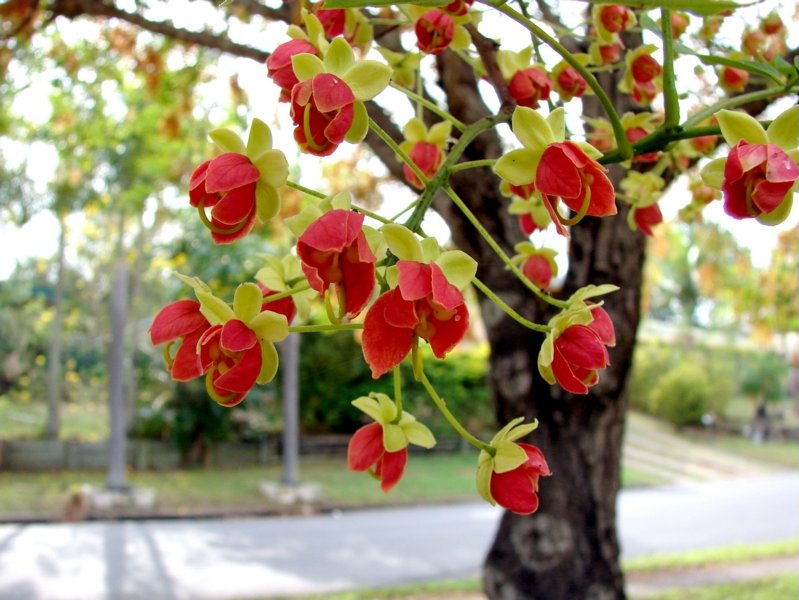 คูนสองสี - Cassia brewsteri