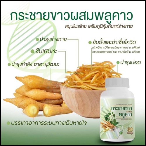 กระชายขาวผสมพลูคาว