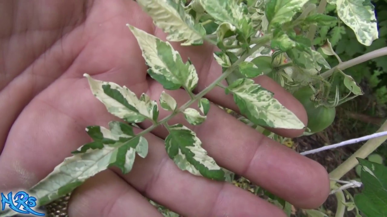 มะเขือเทศใบด่าง - Variegated Tomato