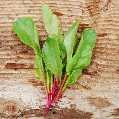 สวิสชาร์ดสีชมพู - Pink Lipstick Swiss Chard