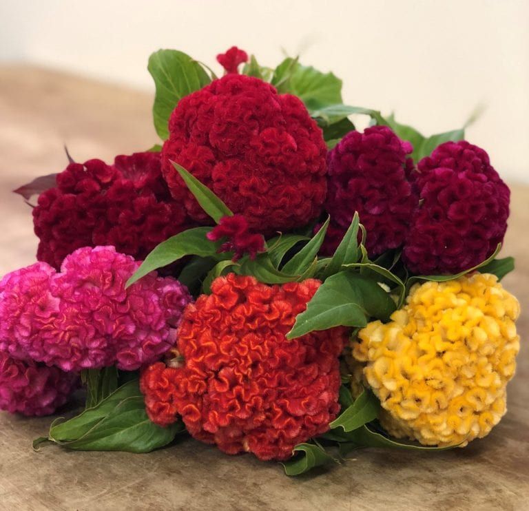 หงอนไก่คละสี - Mixed Cockscomb