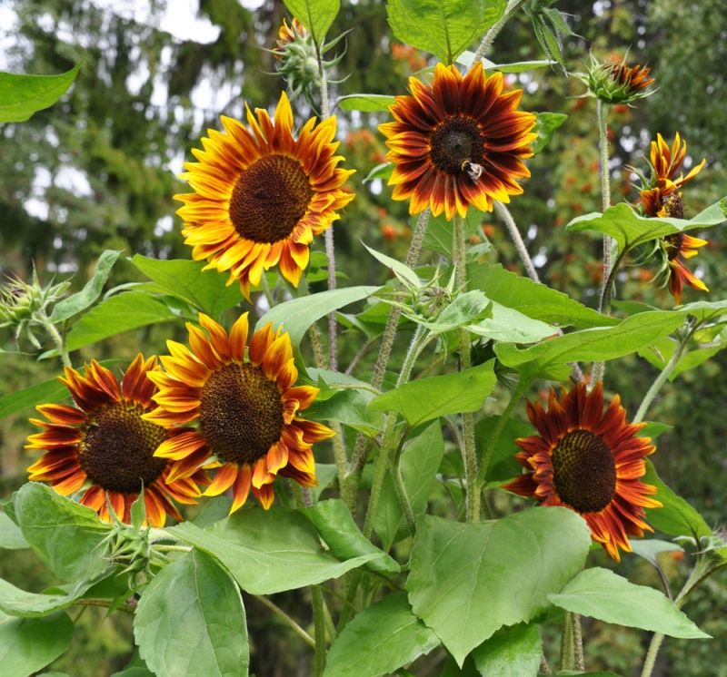 ทานตะวันช็อกโอแลต F1 - Shock-O-Lat Sunflower F1