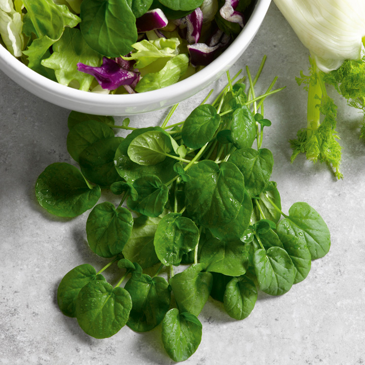 เครสอเมริกาอัพแลนด์ - Barbarea verna Upland Cress