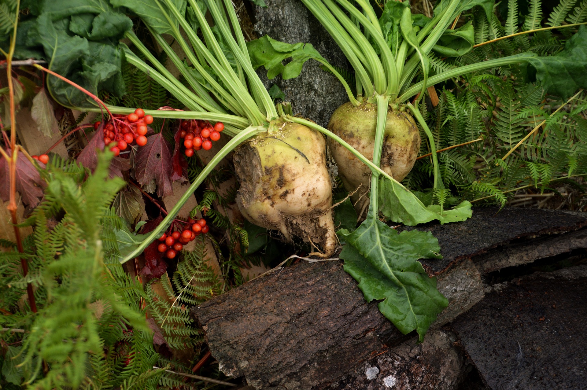 บีทชูการ์ (ทำน้ำตาล) - Sugar Beet