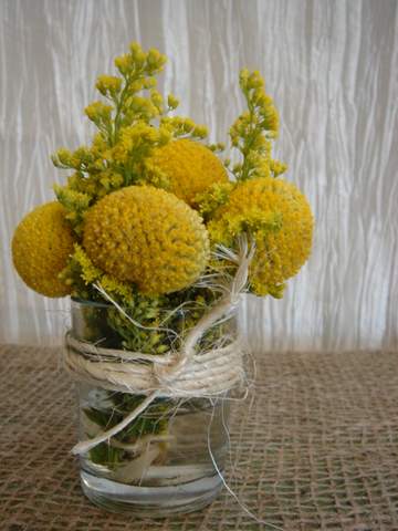 คราสพีเดีย - Craspedia 50 เมล็ด