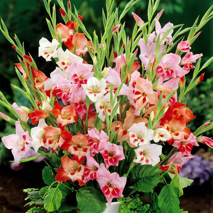 แกลดิโอลัสนานัสคละสี - Gladioli nanus Mixed