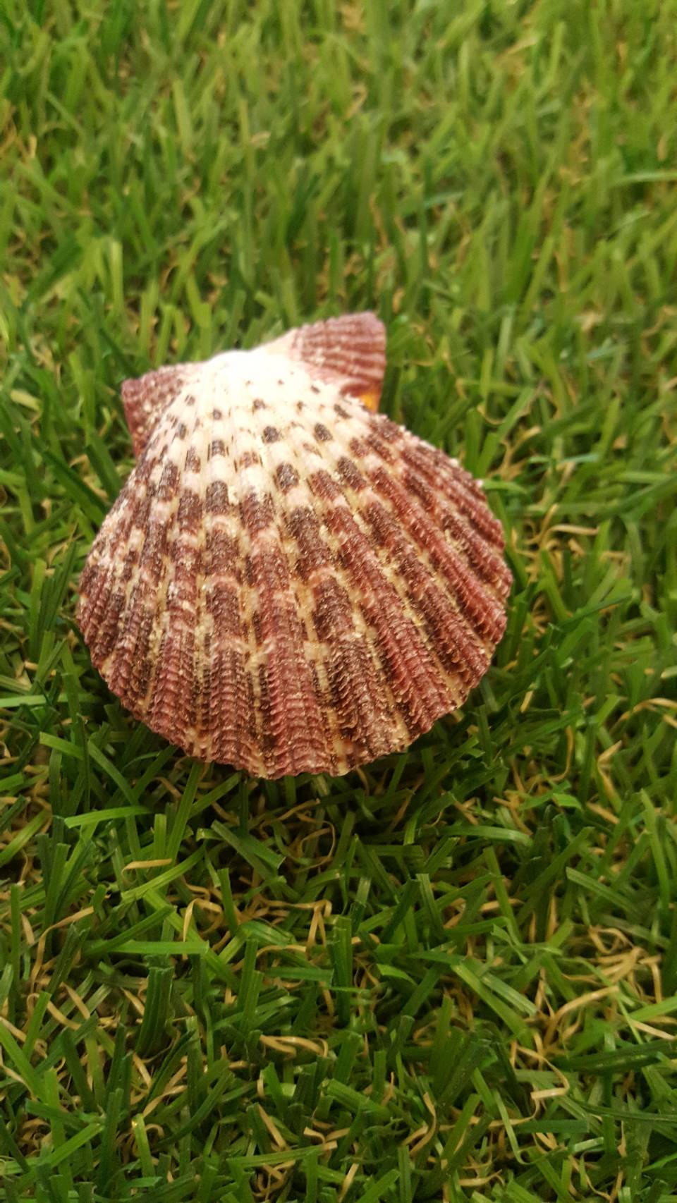 เปลือกหอยเชลล์พัดนอก