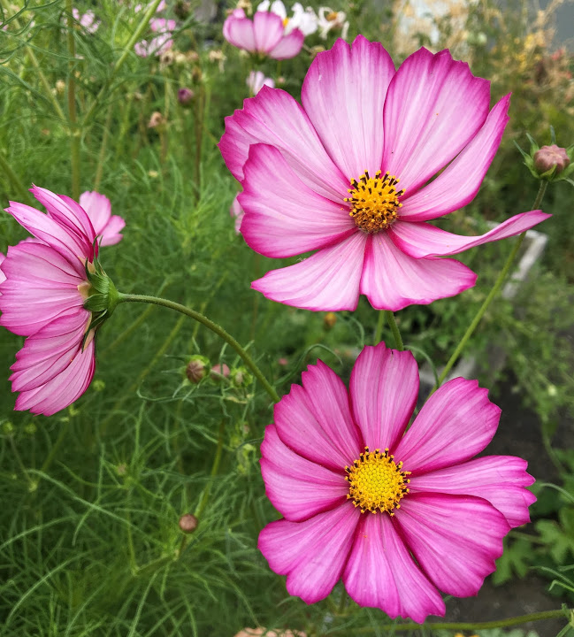 ดาวกระจายพิโคที - Picotee Cosmos