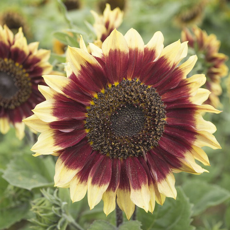 ทานตะวันฟลอเรนซ่า F1 - Florenza F1 Sunflower