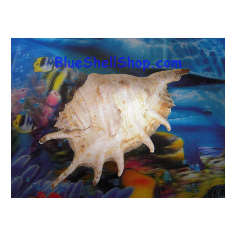 หอยจักร์นารายณ์