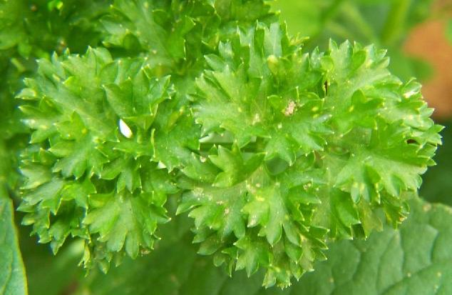 พาร์สเลย์มอสเคิร์ล - Moss Curled Parsley