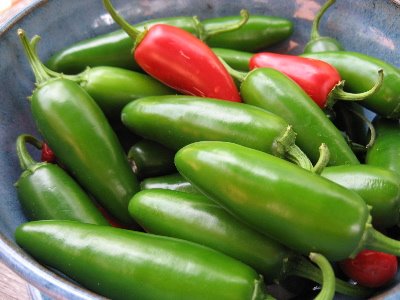 พริกจาลาปิโน - Jalapeno Pepper