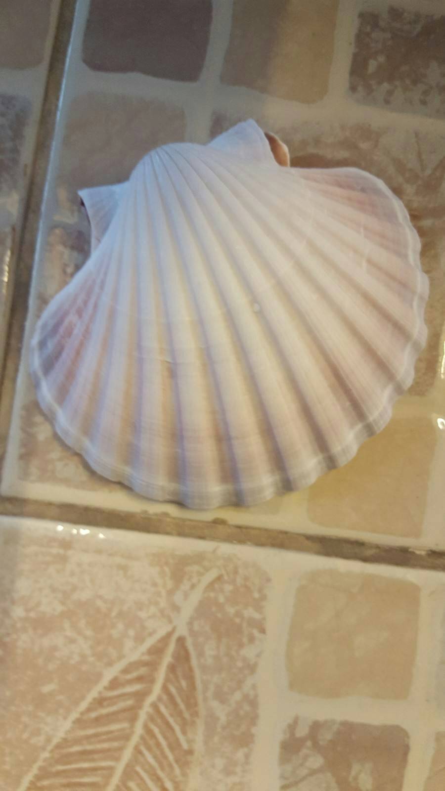 เปลือกหอยเชลล์พัดนอกสีขาว