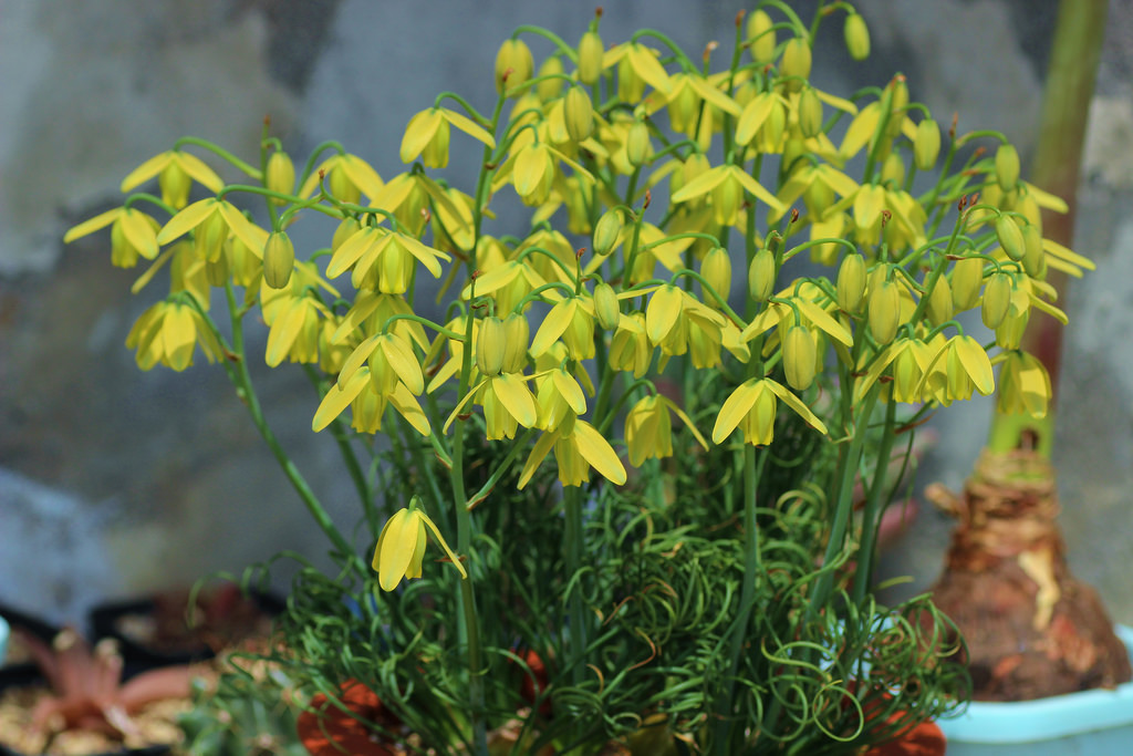 หอมเกลียว - Albuca namaquensis