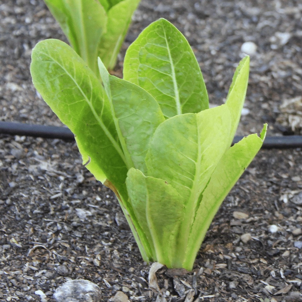 ผักสลัดห่อปารีสไอซ์แลนด์ - Parris Island Lettuce
