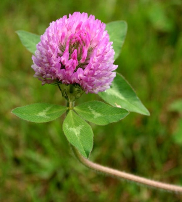 โคลเวอร์สีแดง - Red Clover