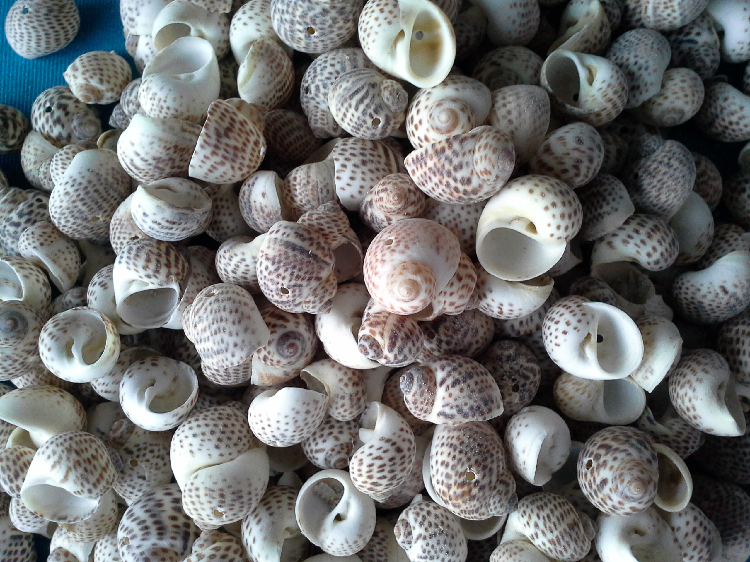 เปลือกหอยเลือนลาย