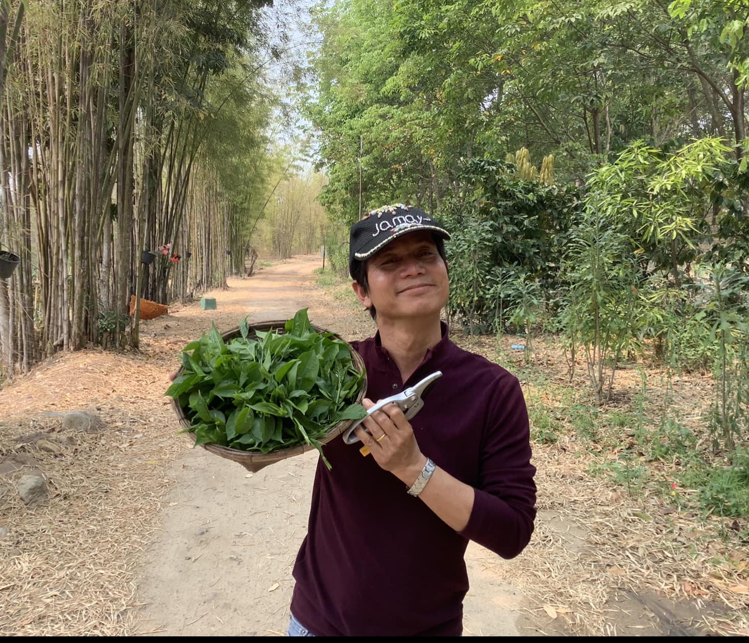 เชียงดาแคปซูล 120 เม็ด ผักเชียงดาออร์แกนิค 100% รับรองมาตรฐาน NFI ขนาด 500mg แคปซูลพืชธรรมชาติ ปลอดสารเคมี ไม่ผสมสมุนไพรอื่น เฉพาะผักเชียงดาแท้จากเชียงใหม่ ช่วยควบคุมเบาหวาน ลดความดัน ลดไขมัน พร้อมดีท็อกซ์ร่างกาย