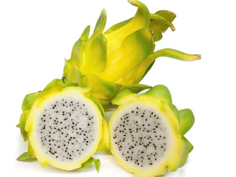 กิ่งแก้วมังกรอิสราเอลสีเหลือง - Hylocereus undatus