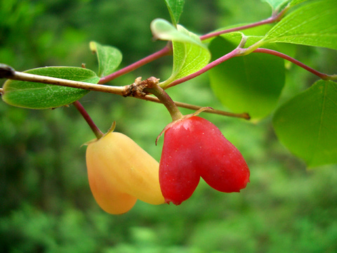 สายน้ำผึ้งสแตนดิช - Lonicera standishii