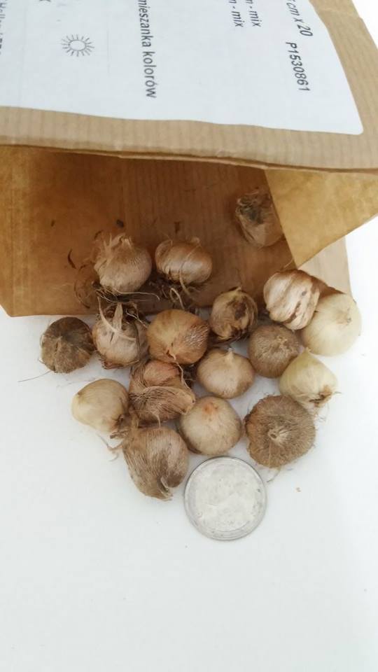 ไอเซียคละสี - Mixed Ixia