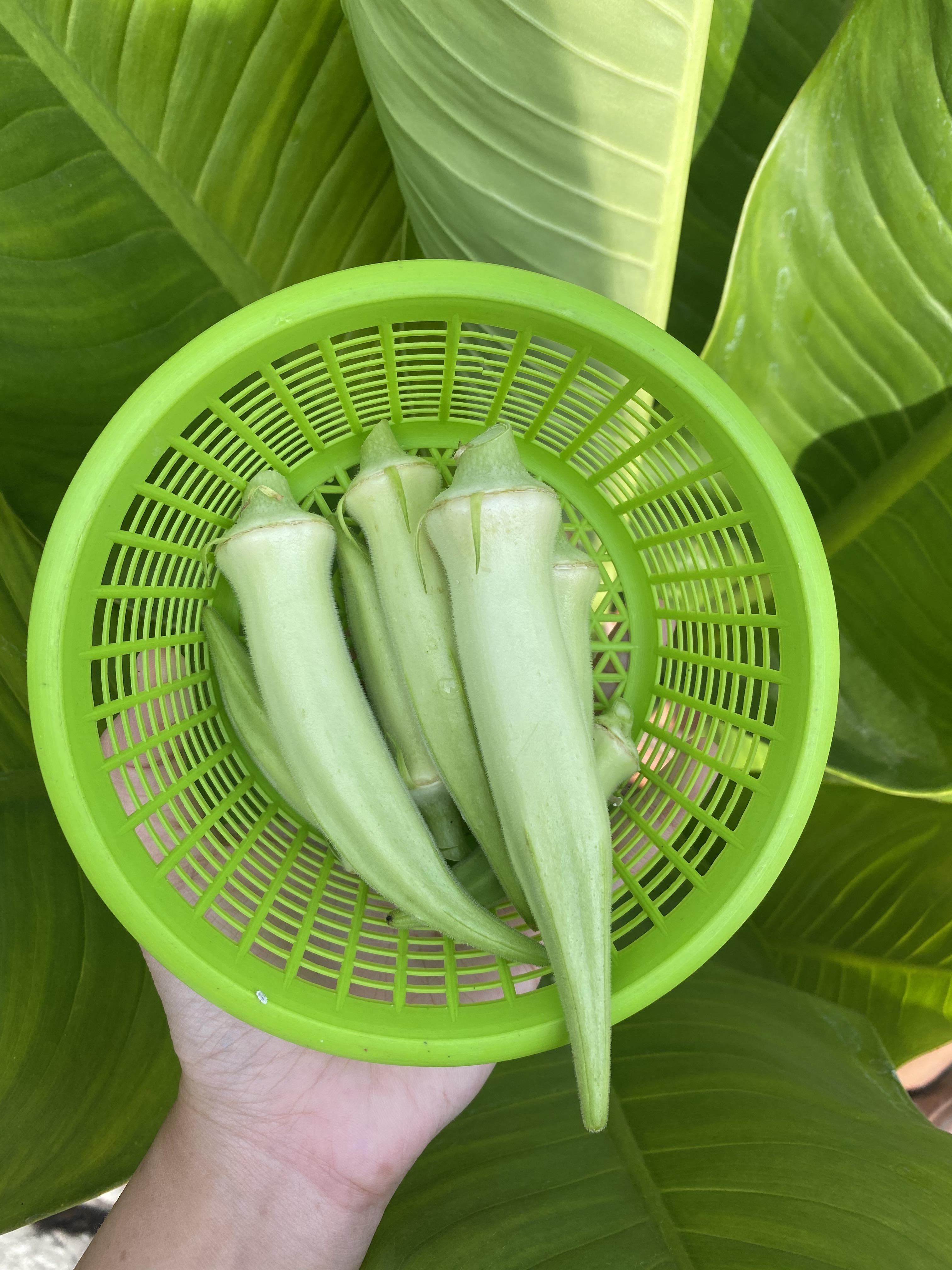 กระเจี๊ยบมอญสีขาว - Silver Queen Okra
