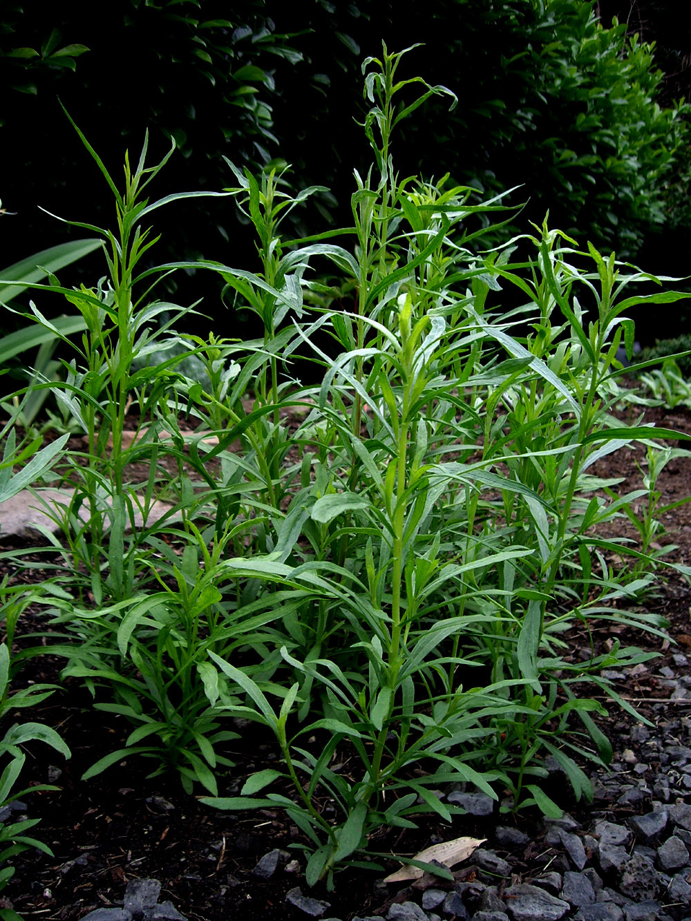 ทาร์รากอนรัสเซีย - Russian Tarragon