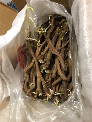 รากแดนดิไลออน - Dandelion 10 ราก