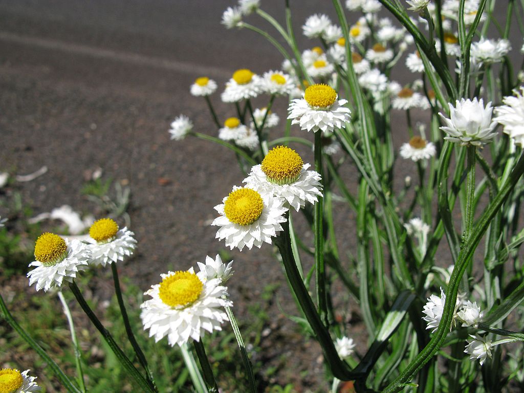 แอมโมเบี่ยม - Ammobium alatum (ทำดอกไม้แห้ง)