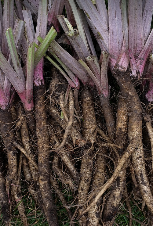 โกโบ - Gobo Root