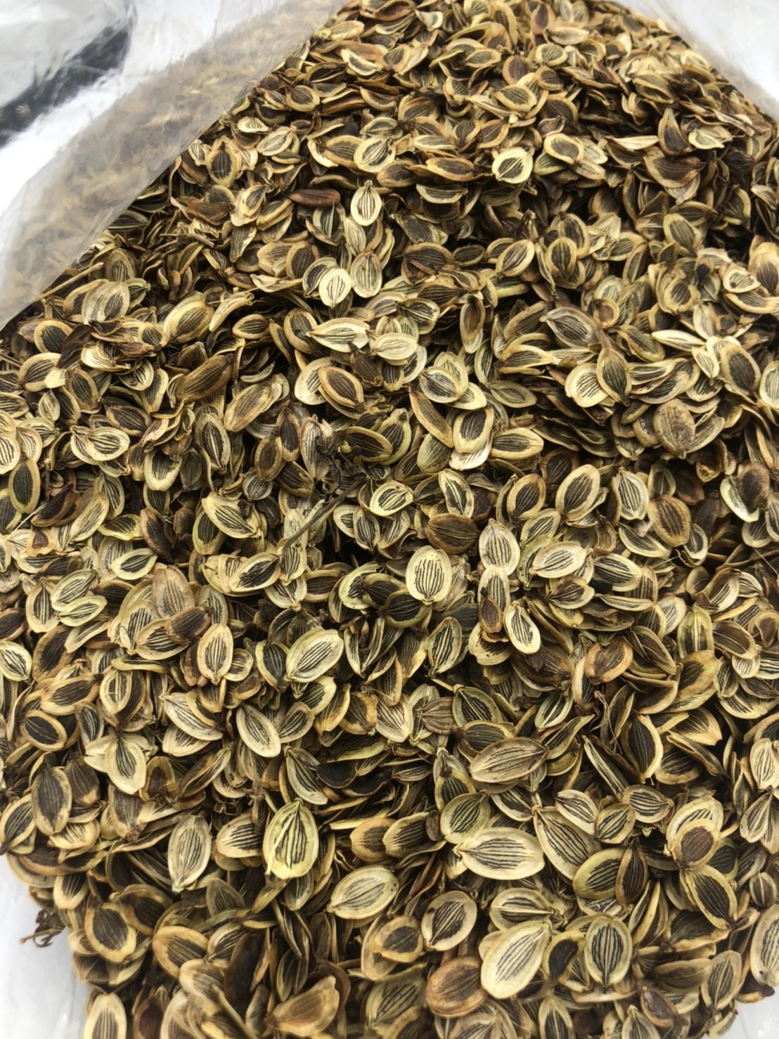 ขายมะแหลบแท้ 🌿 เครื่องเทศหายากภาคเหนือ 500g | เกรด A คุณภาพพรีเมียม ส่งทั่วไทย มะแหลบ เกรด A ขนาด 500 กรัม เทียนตั๊กแตน มะแหลบเครื่องเทศหายาก เครื่องเทศภาคเหนือ เมล็ดใช้เป็นเครื่องเทศแต่งกลิ่นอาหาร ชาวล้านนานำมาเป็นส่วนผสมของน้ำพริกลาบ