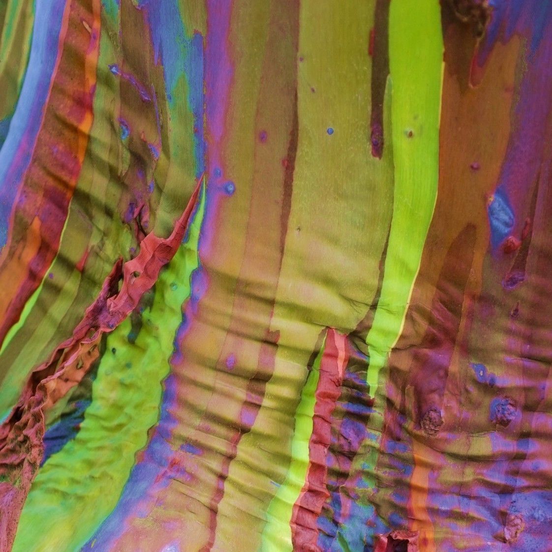 ยูคาลิปตัสสีรุ้ง - Rainbow Eucalyptus (Eucalyptus deglupta)