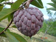 น้อยหน่าฝ้ายครั่ง - Fai Krang Sugar apple