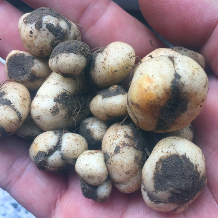 ฟริทิลลาเรียหูเป่ย์ - Fritillaria hupehensis 3 หัว (คละขนาด)