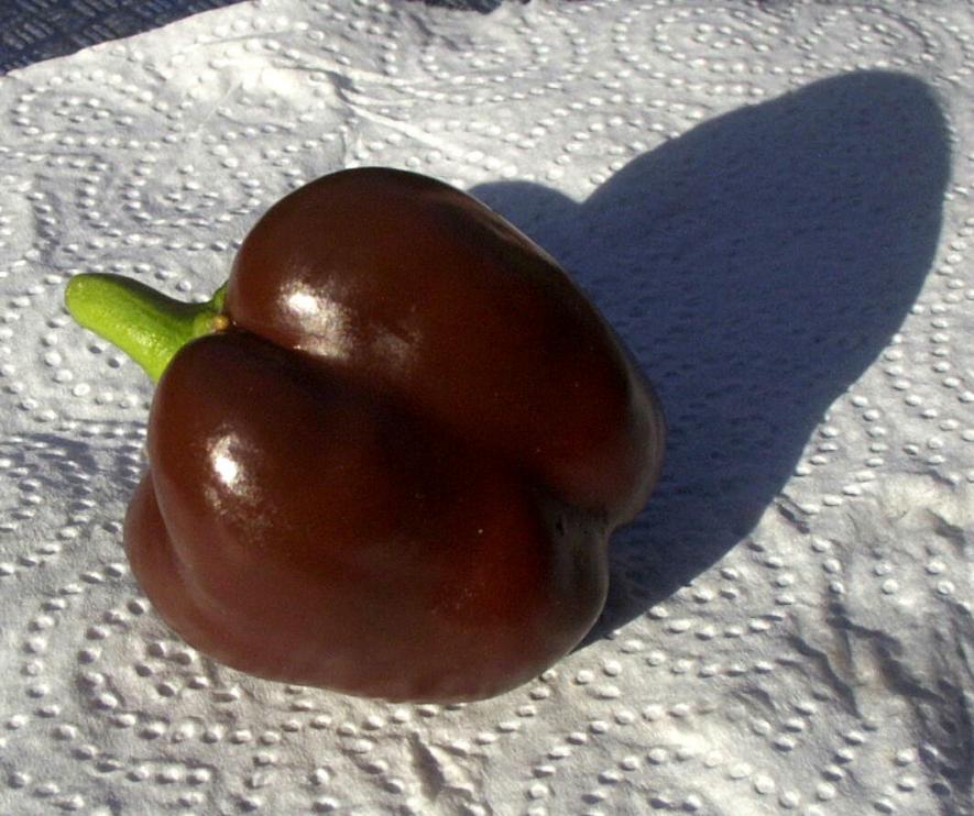 พริกหวานสีช็อกโกแลต - Chocolate Pepper