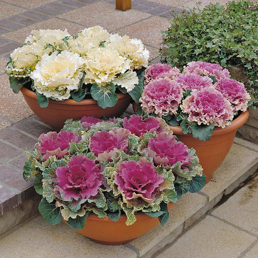กะหล่ำประดับคละสี - Ornamental Cabbage Mixed