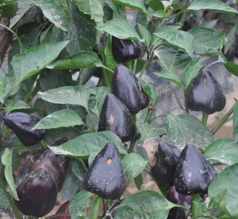 พริกประดับจีนสีดำ - Chinese Ornamental Black Pepper