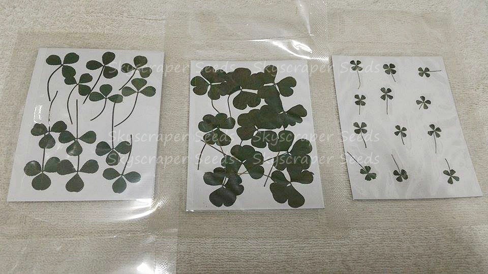 ผักแว่นแห้ง - Dried Marsilea Leaves
