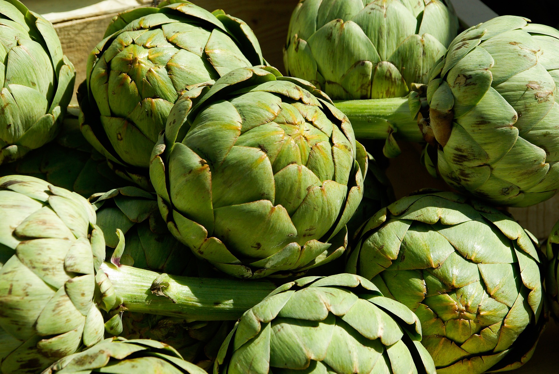 อาร์ติโชค - Green Globe Artichoke