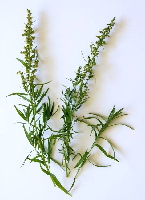 ทาร์รากอนรัสเซีย - Russian Tarragon